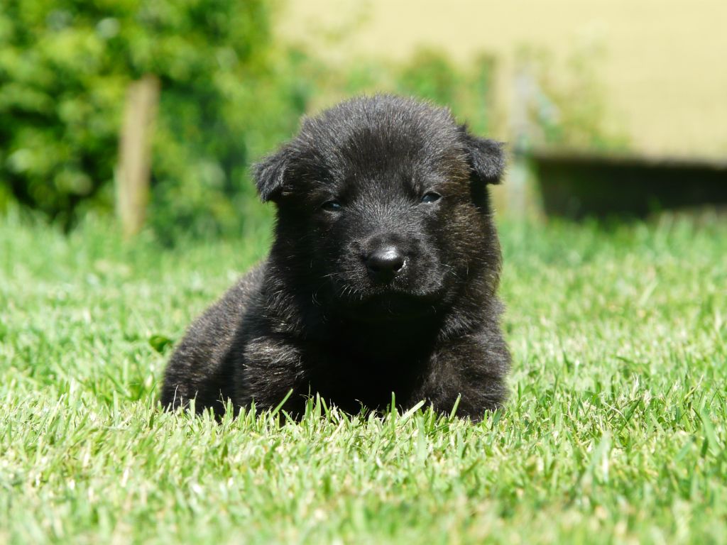 Moje Lustra - Chiot disponible  - Berger hollandais