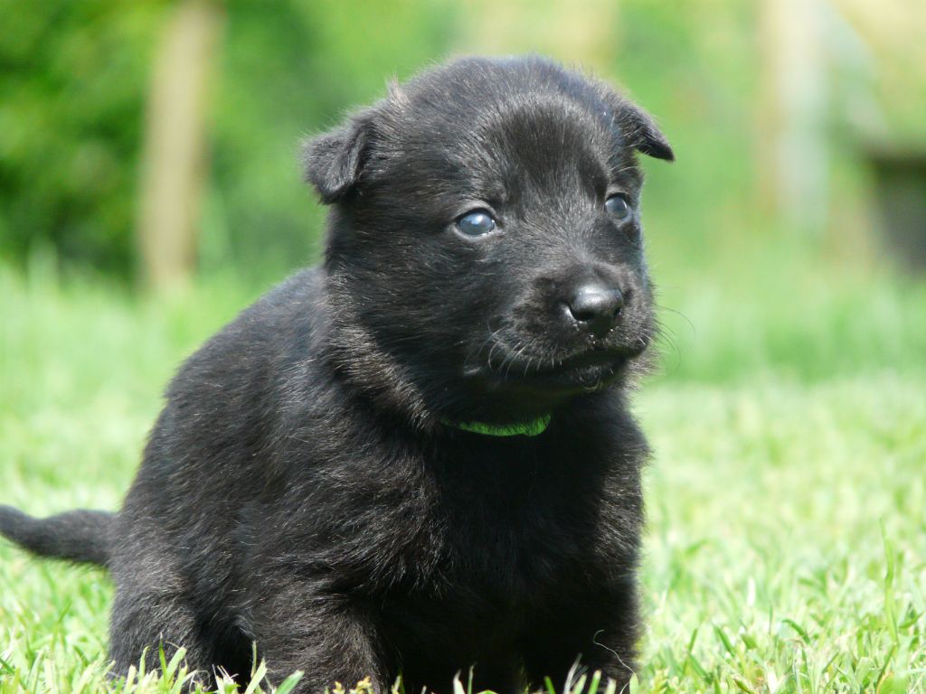 Moje Lustra - Chiot disponible  - Berger hollandais