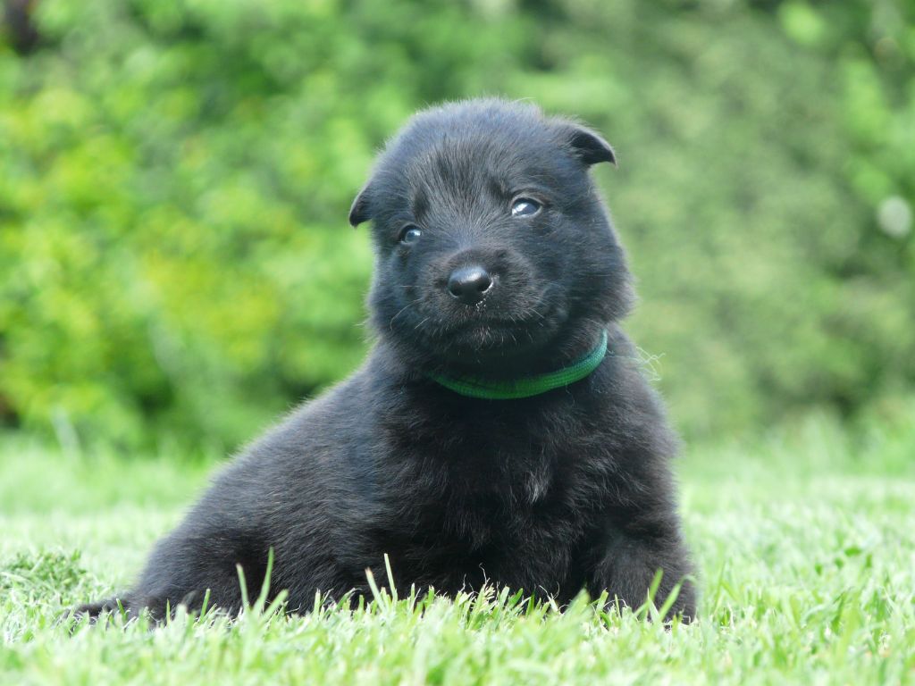 Moje Lustra - Chiot disponible  - Berger hollandais