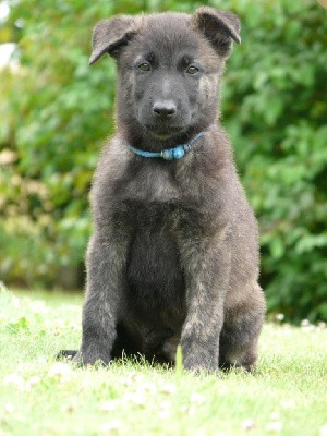 Male collier Bleu