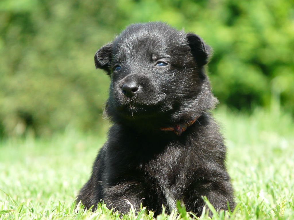 Moje Lustra - Chiot disponible  - Berger hollandais