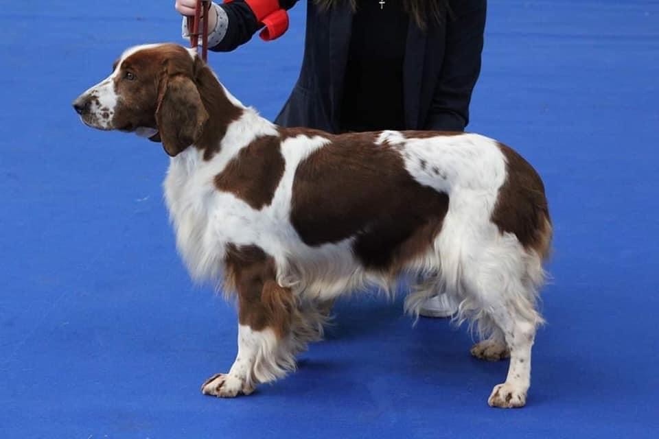Luciole Du Domaine Du Soldat Bringe