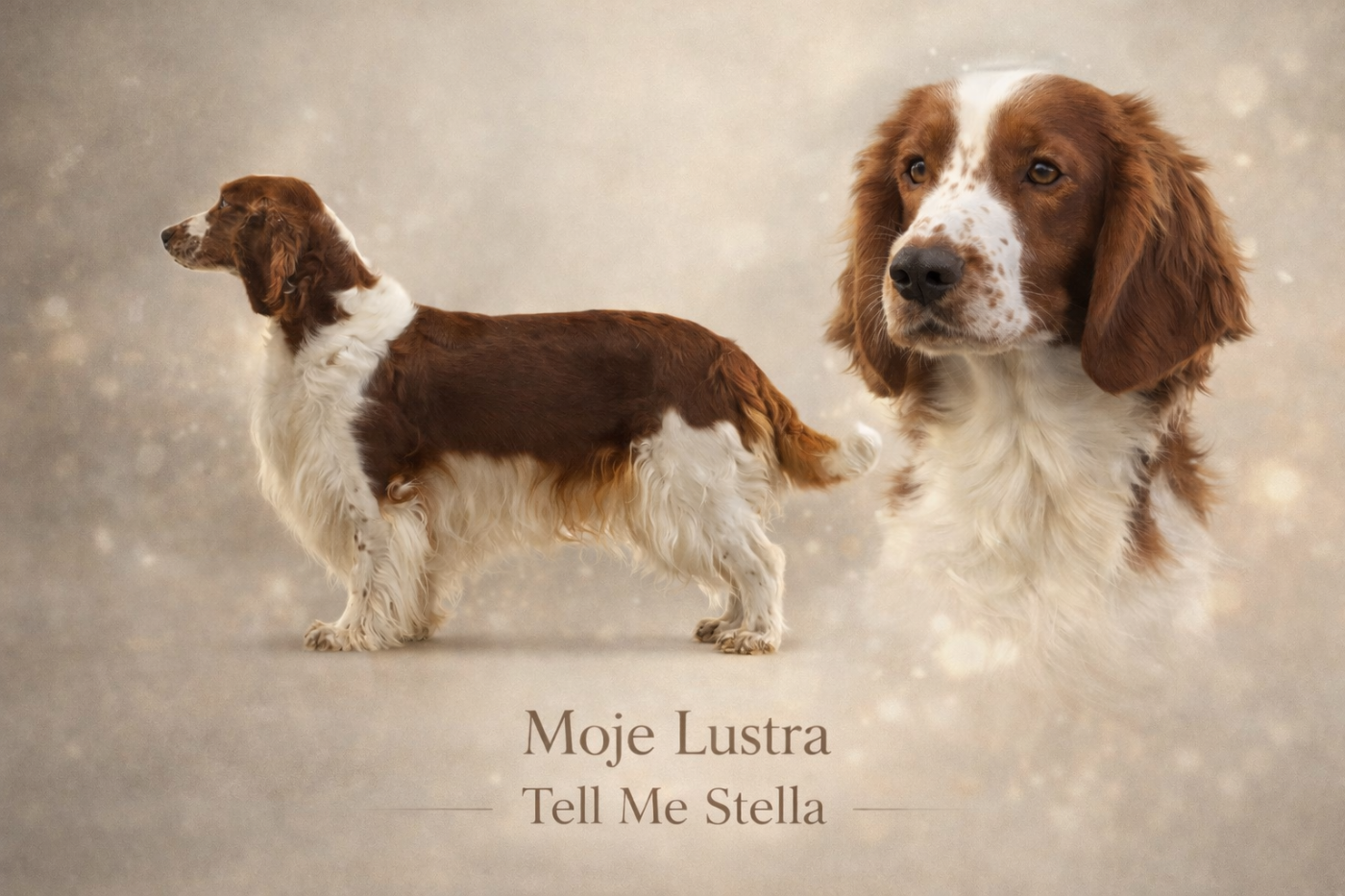 Moje Lustra Tell Me Stella