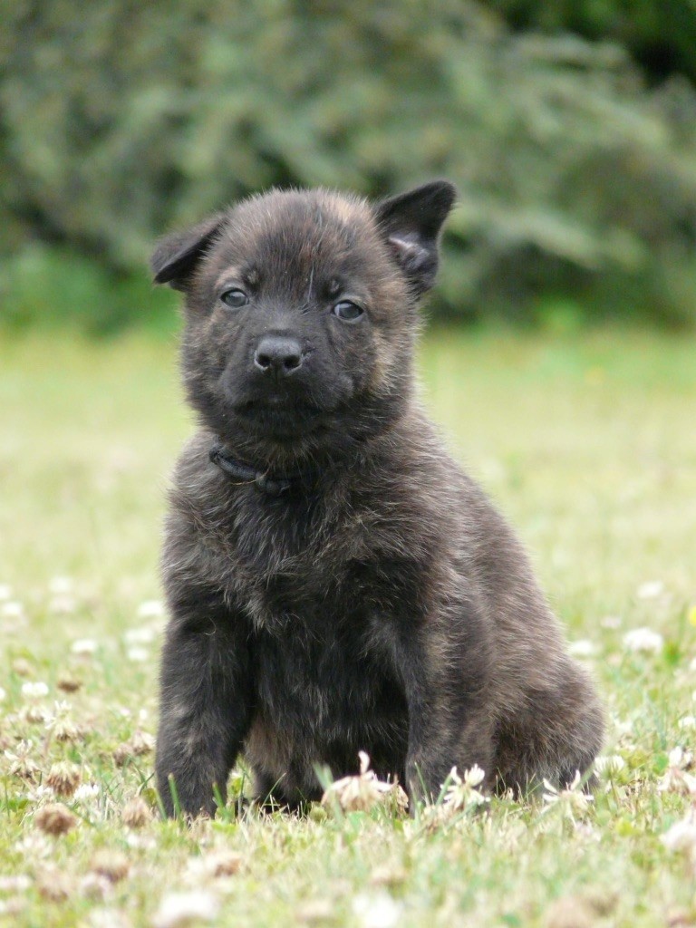 Moje Lustra - Chiots disponibles - Berger hollandais