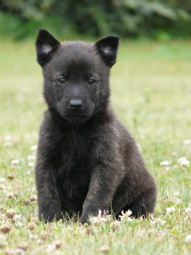 Moje Lustra - Chiots disponibles - Berger hollandais