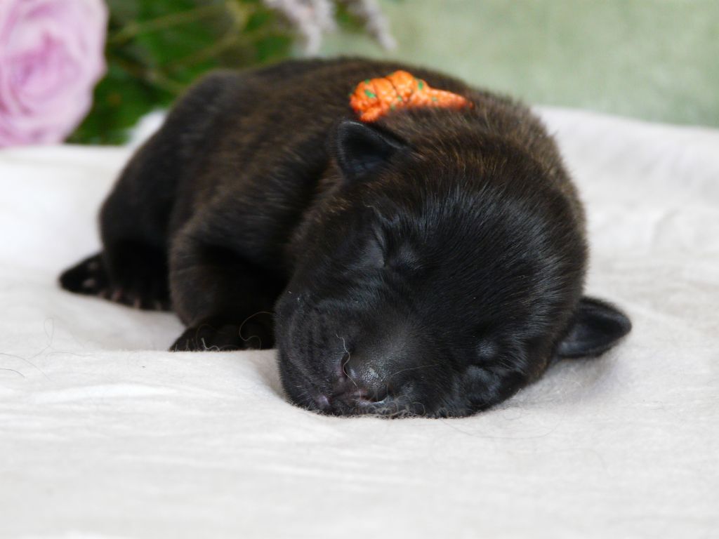 Moje Lustra - Chiots disponibles - Berger hollandais