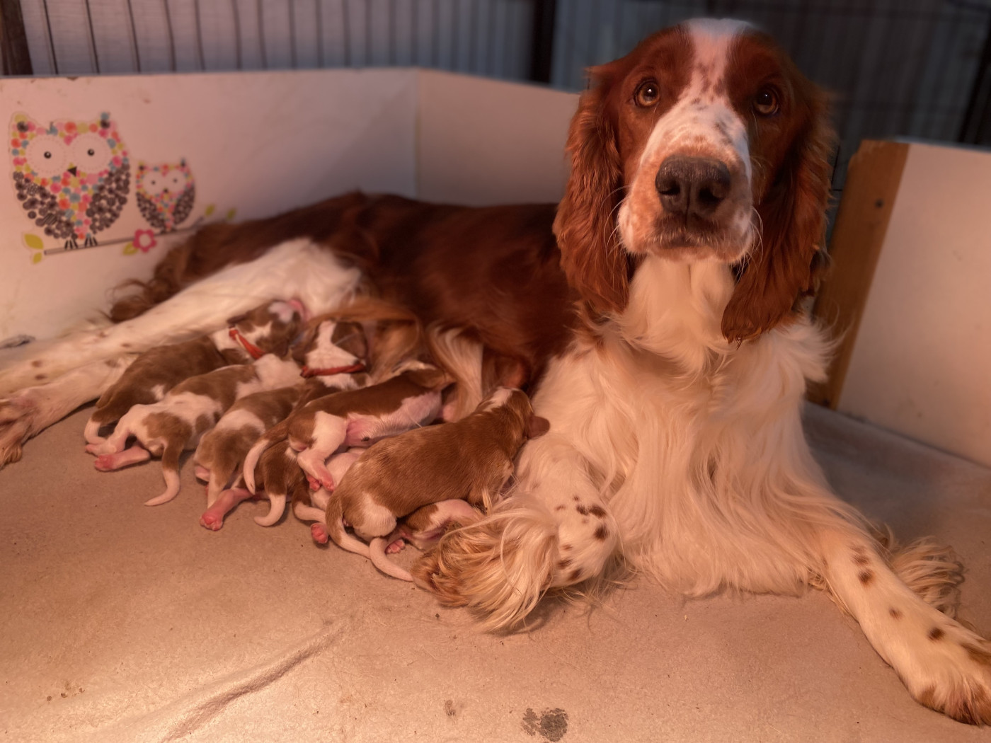 Chiot Welsh Springer Spaniel Moje Lustra