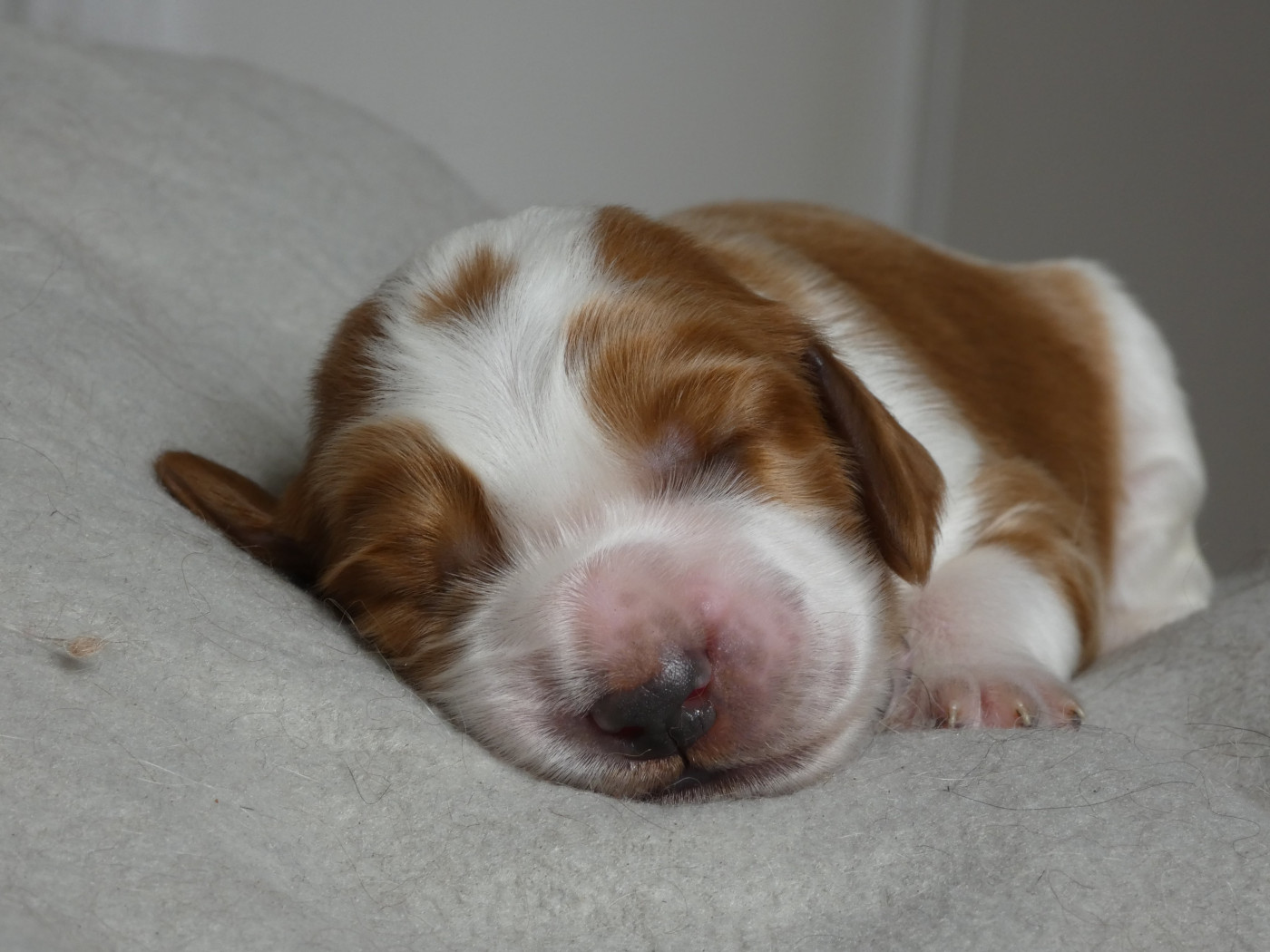 Moje Lustra - Chiots disponibles - Welsh Springer Spaniel
