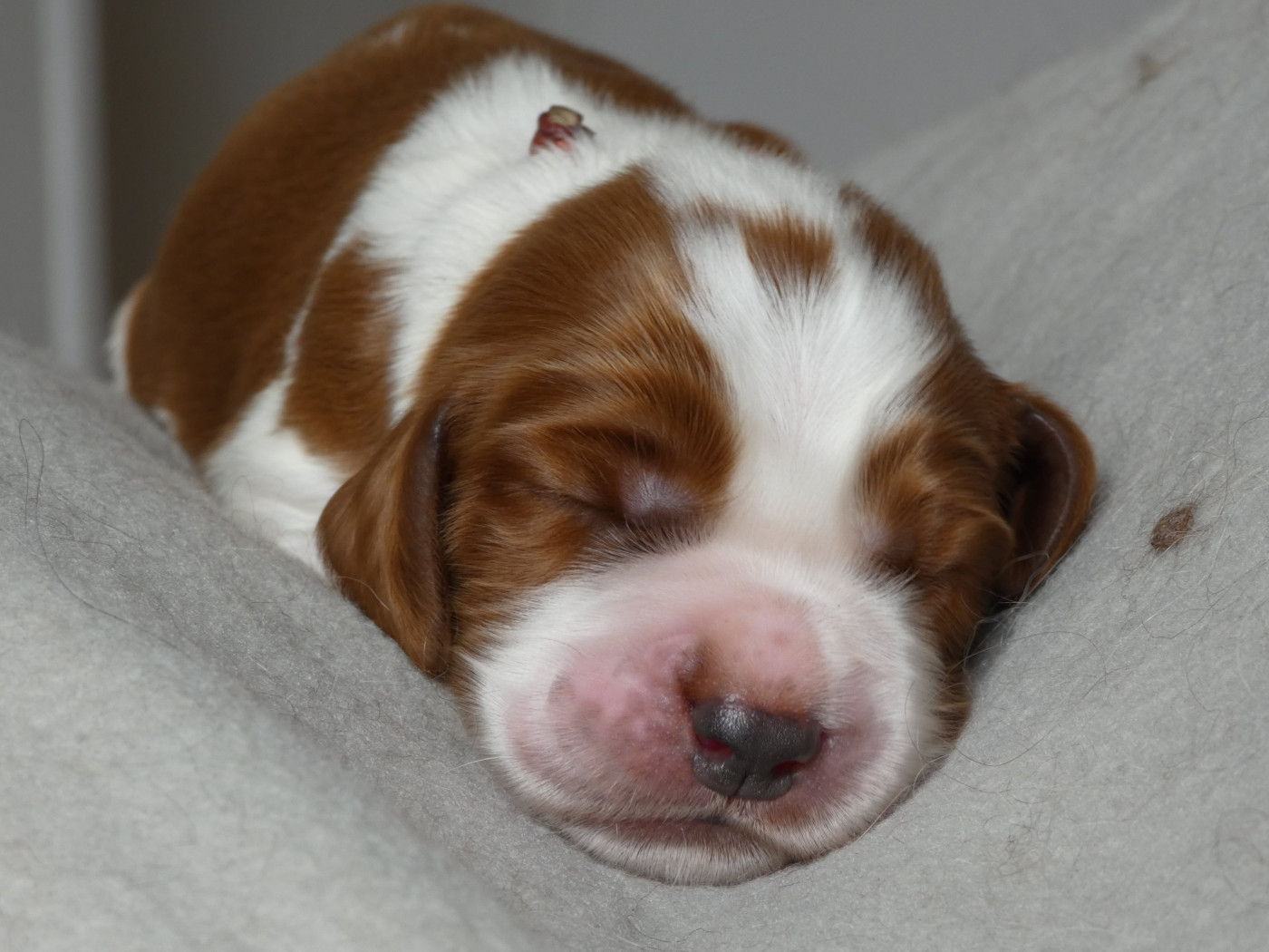 Moje Lustra - Chiots disponibles - Welsh Springer Spaniel