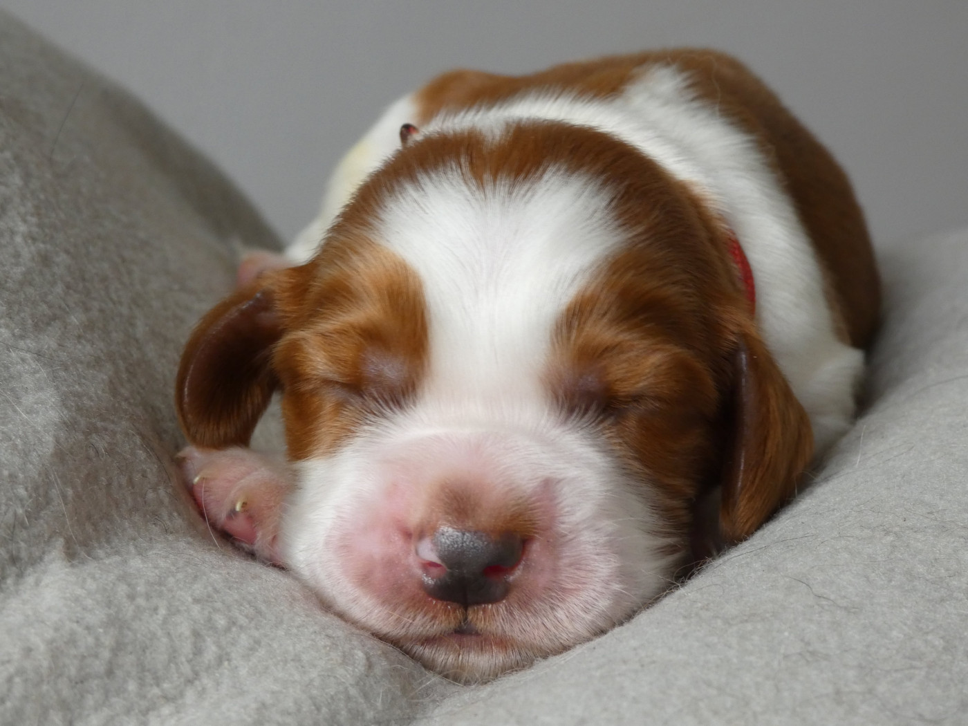 Moje Lustra - Chiots disponibles - Welsh Springer Spaniel