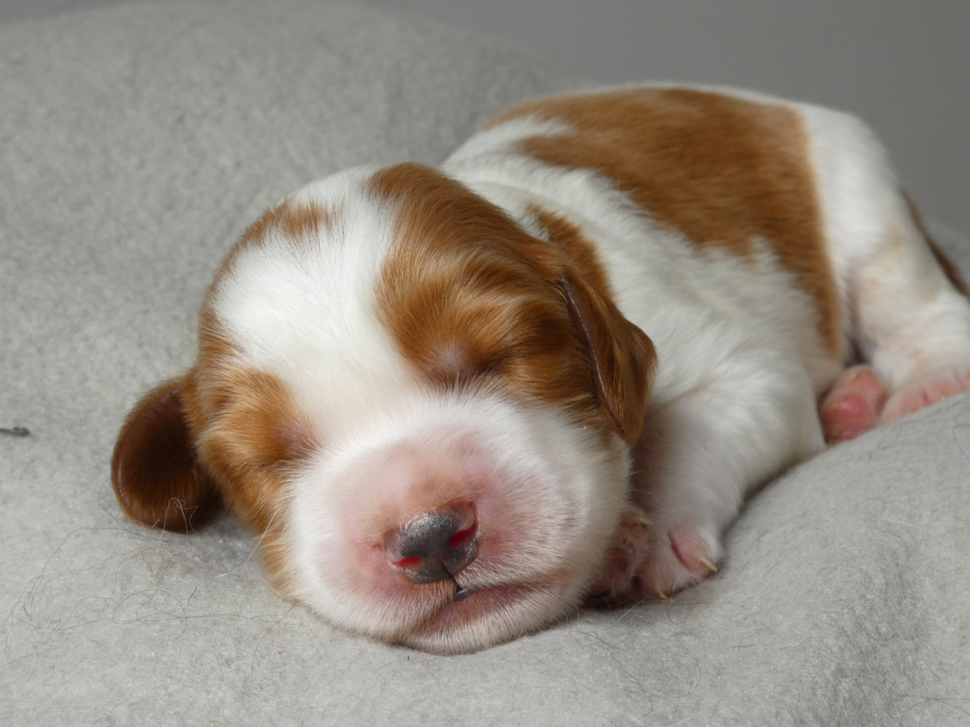 Moje Lustra - Chiots disponibles - Welsh Springer Spaniel