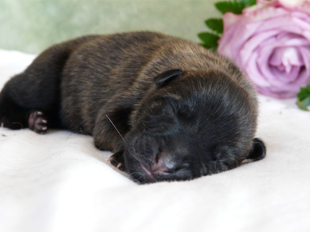 Moje Lustra - Chiots disponibles - Berger hollandais