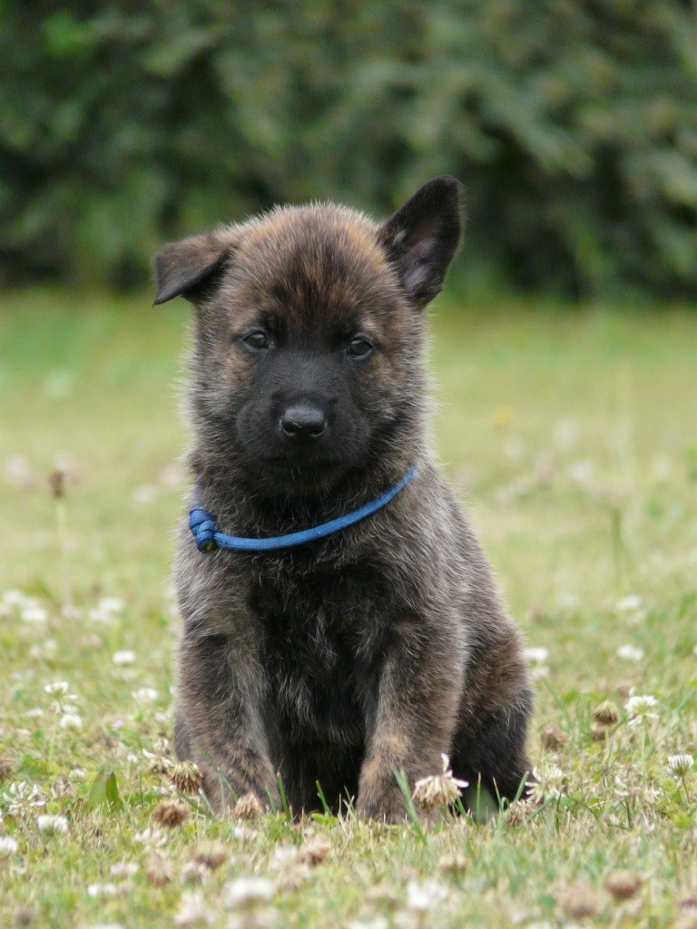 Moje Lustra - Chiots disponibles - Berger hollandais