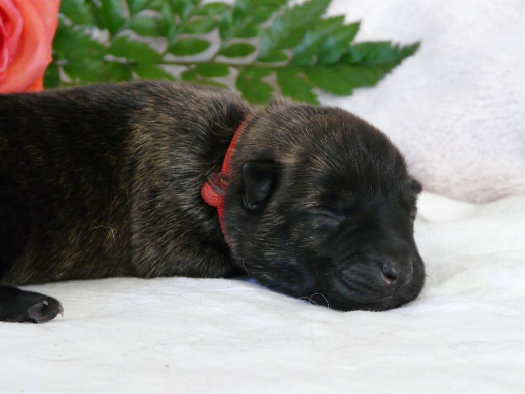 Moje Lustra - Chiots disponibles - Berger hollandais