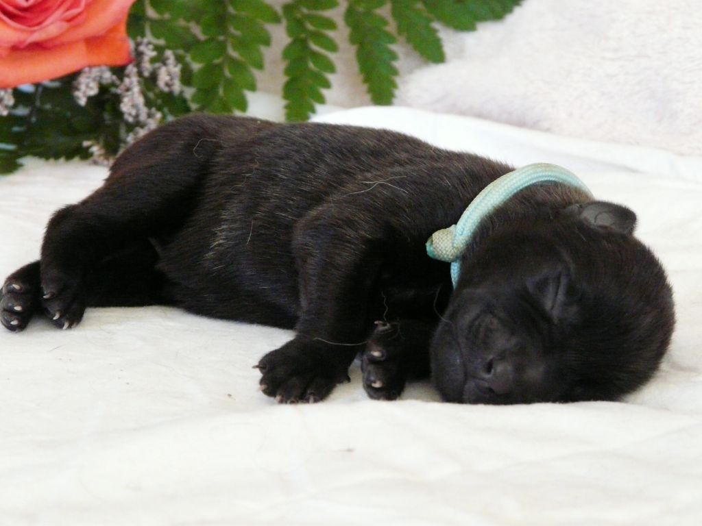 Moje Lustra - Chiots disponibles - Berger hollandais