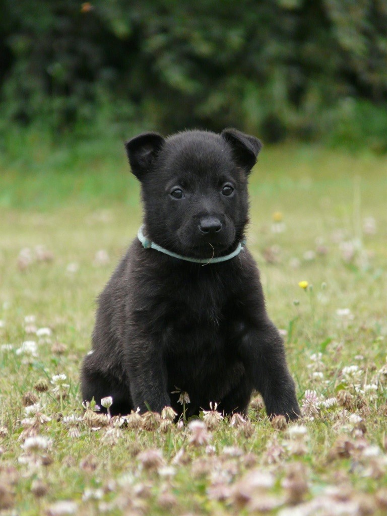 Moje Lustra - Chiots disponibles - Berger hollandais