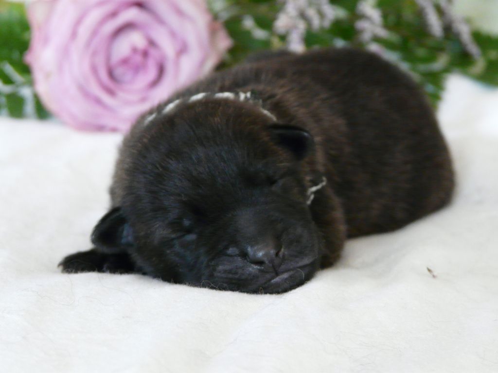 Moje Lustra - Chiots disponibles - Berger hollandais