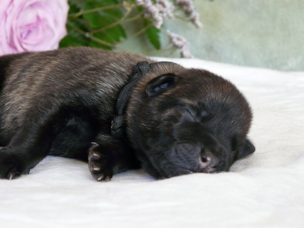 Moje Lustra - Chiots disponibles - Berger hollandais