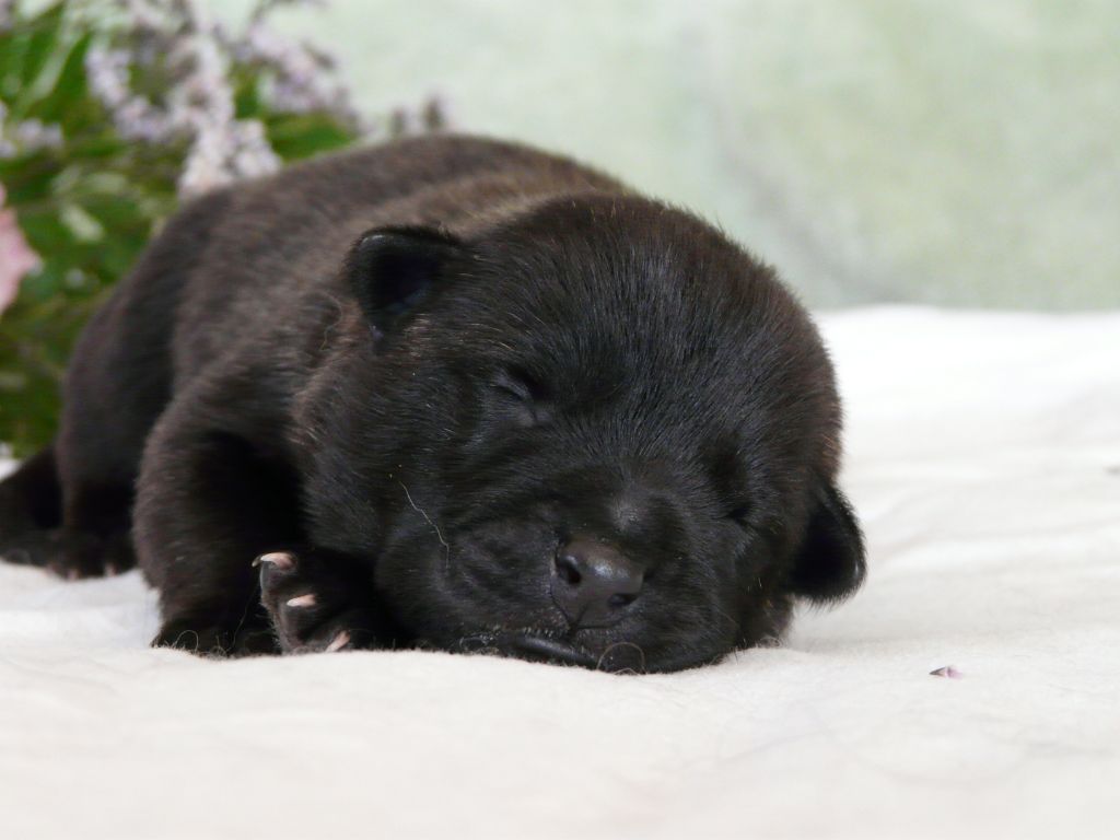 Moje Lustra - Chiots disponibles - Berger hollandais