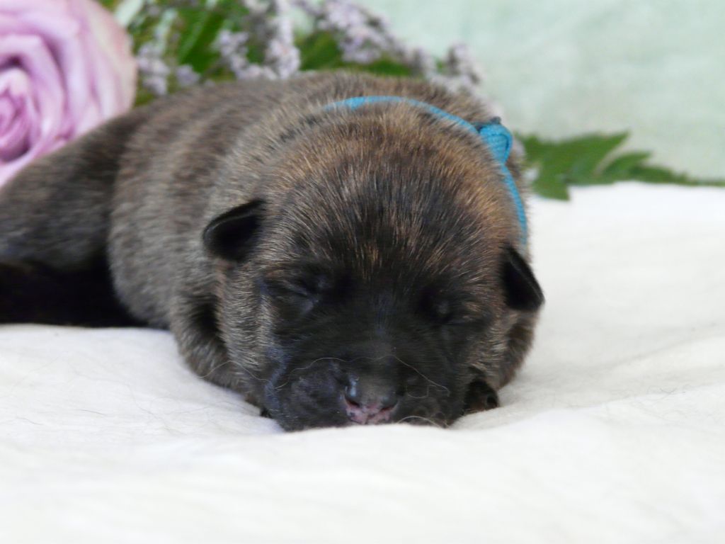 Moje Lustra - Chiots disponibles - Berger hollandais