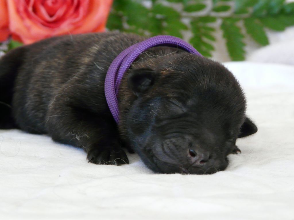 Moje Lustra - Chiots disponibles - Berger hollandais