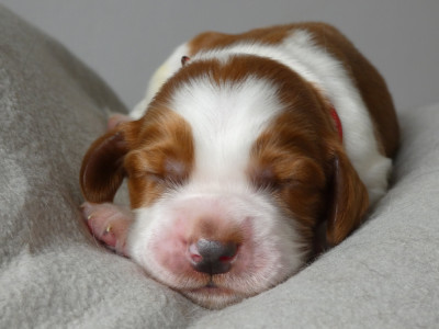 B collier rouge et blanc