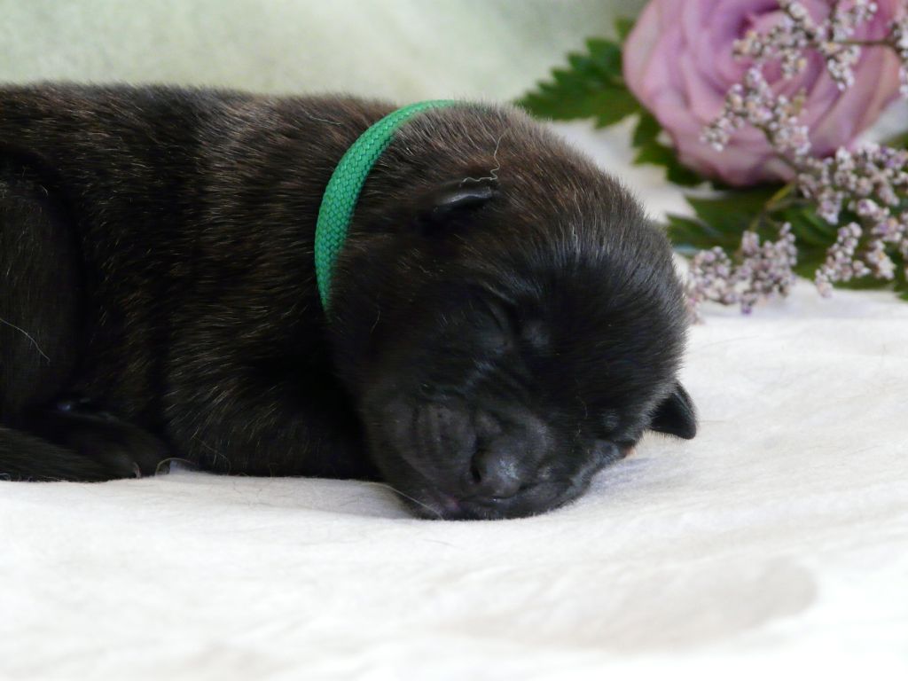 Moje Lustra - Chiots disponibles - Berger hollandais
