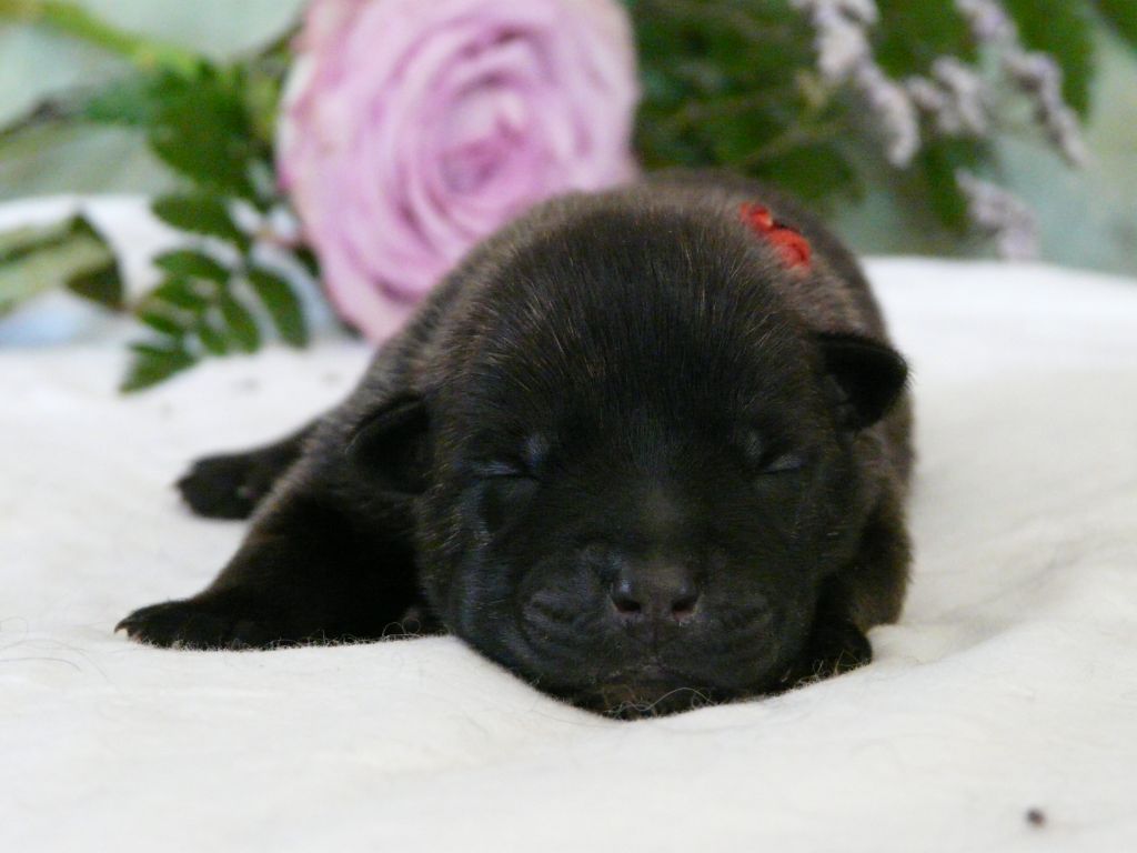 Moje Lustra - Chiots disponibles - Berger hollandais