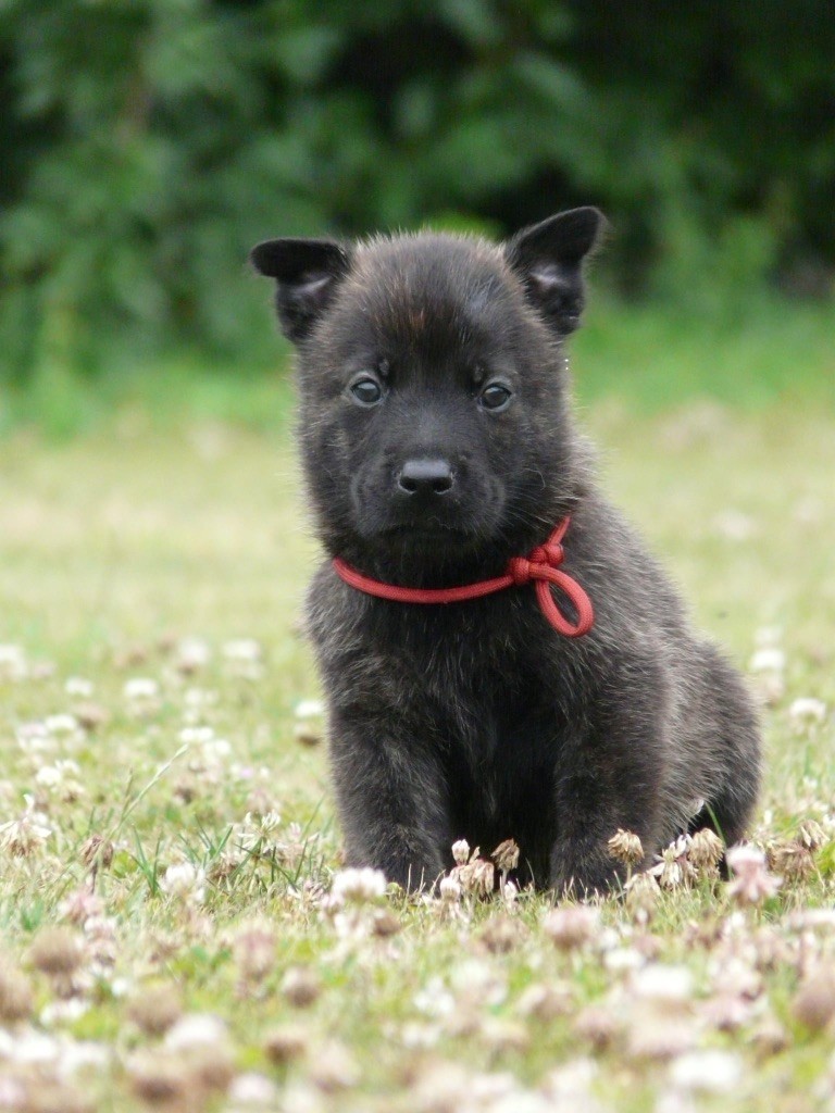 Moje Lustra - Chiots disponibles - Berger hollandais