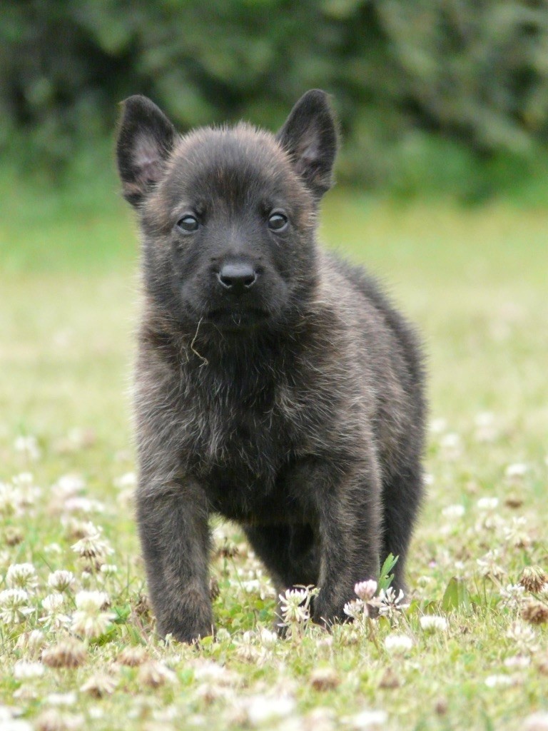 Moje Lustra - Chiots disponibles - Berger hollandais