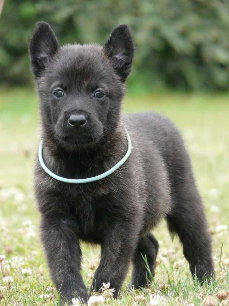 Moje Lustra - Chiots disponibles - Berger hollandais
