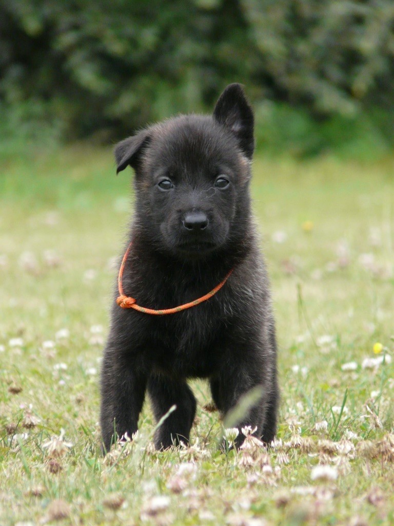 Moje Lustra - Chiots disponibles - Berger hollandais