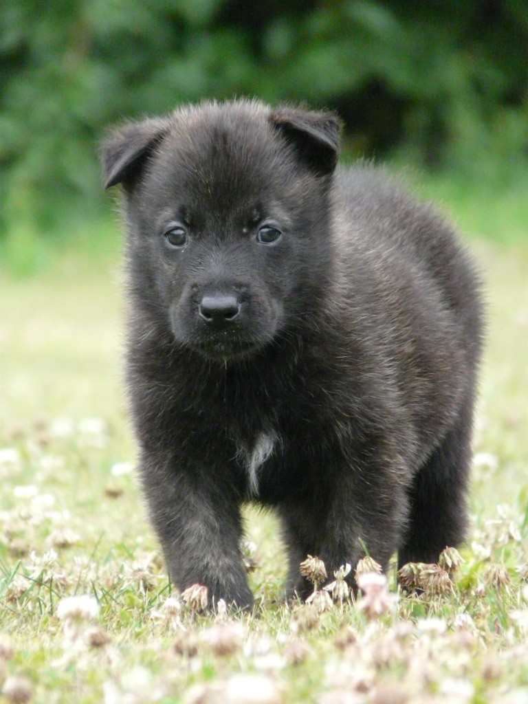 Moje Lustra - Chiots disponibles - Berger hollandais